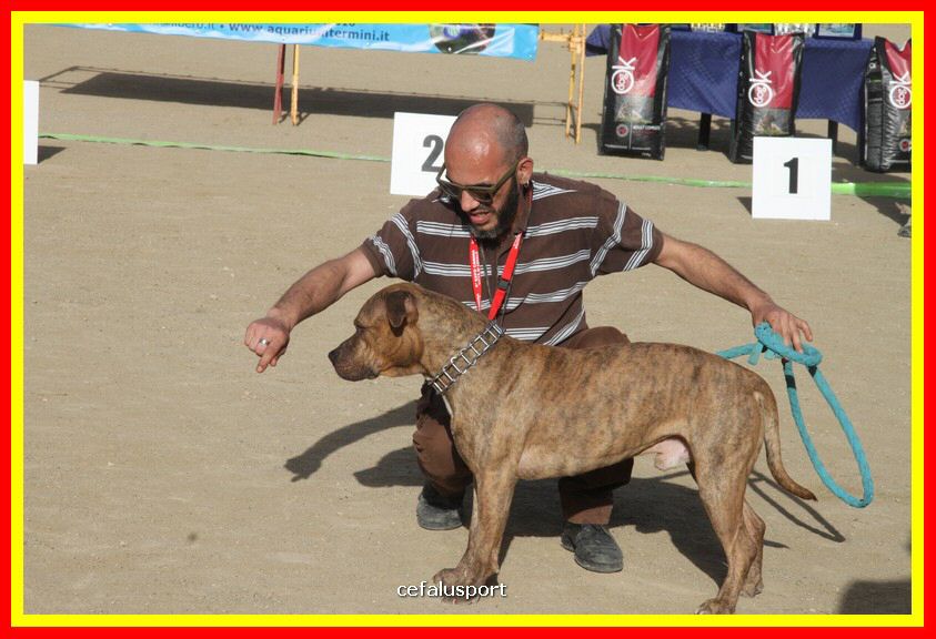 180311 mostra_canina 160.jpg